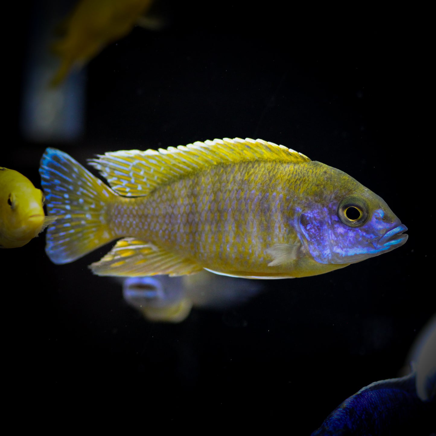 Nkhomo Benga Peacock Cichlid (Aulonocara Baenschi)