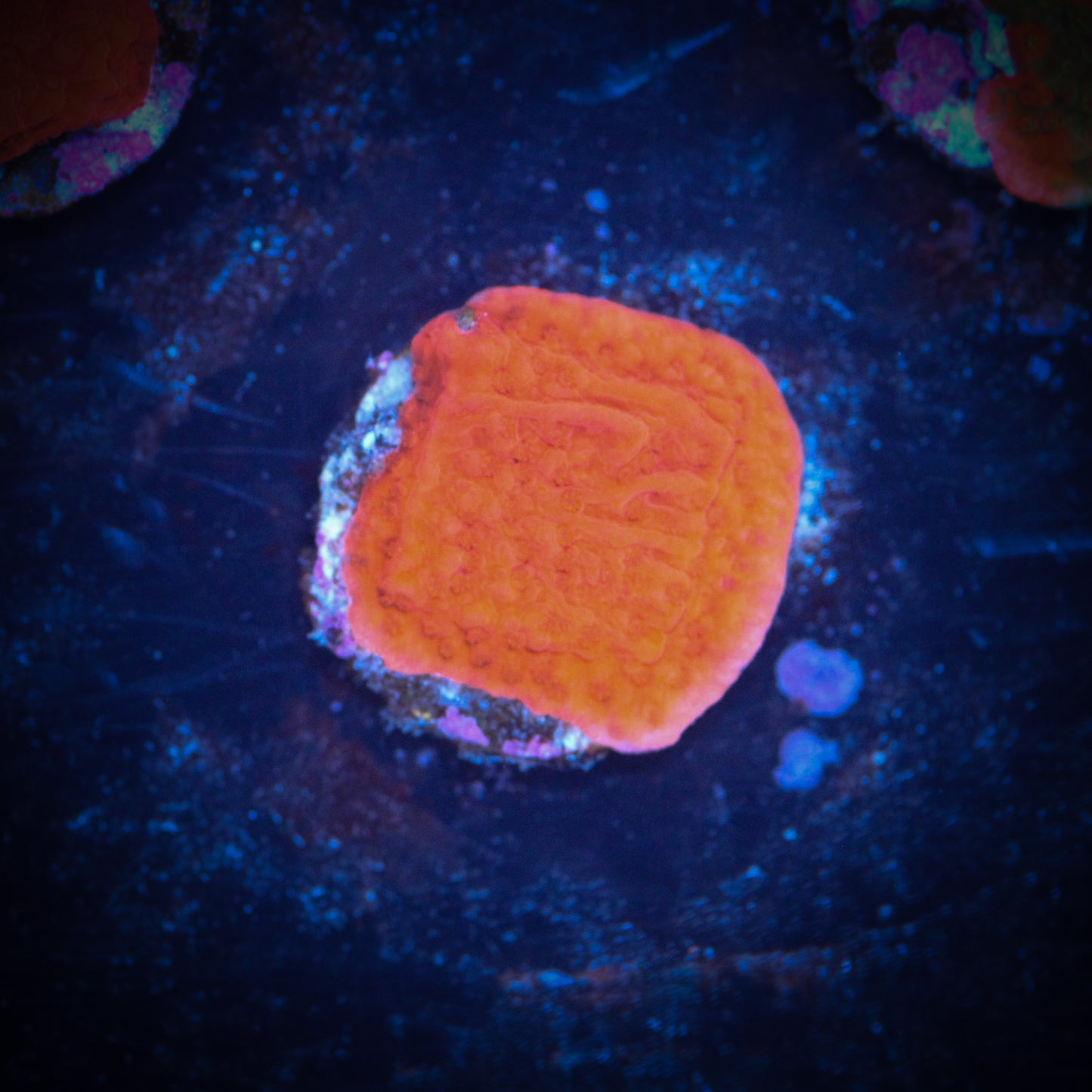Nuclear Red Montipora