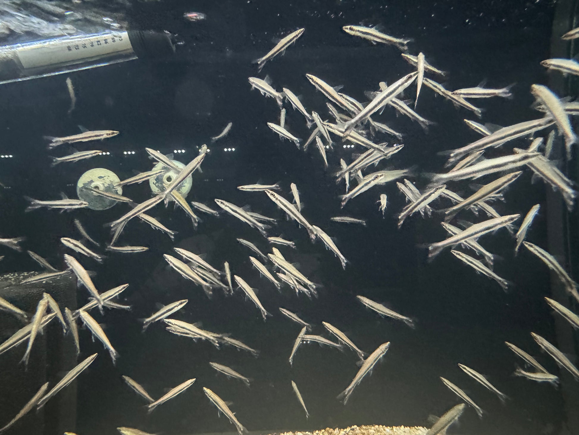 One Line Pencilfish (Nannostomus Unifasciatus)