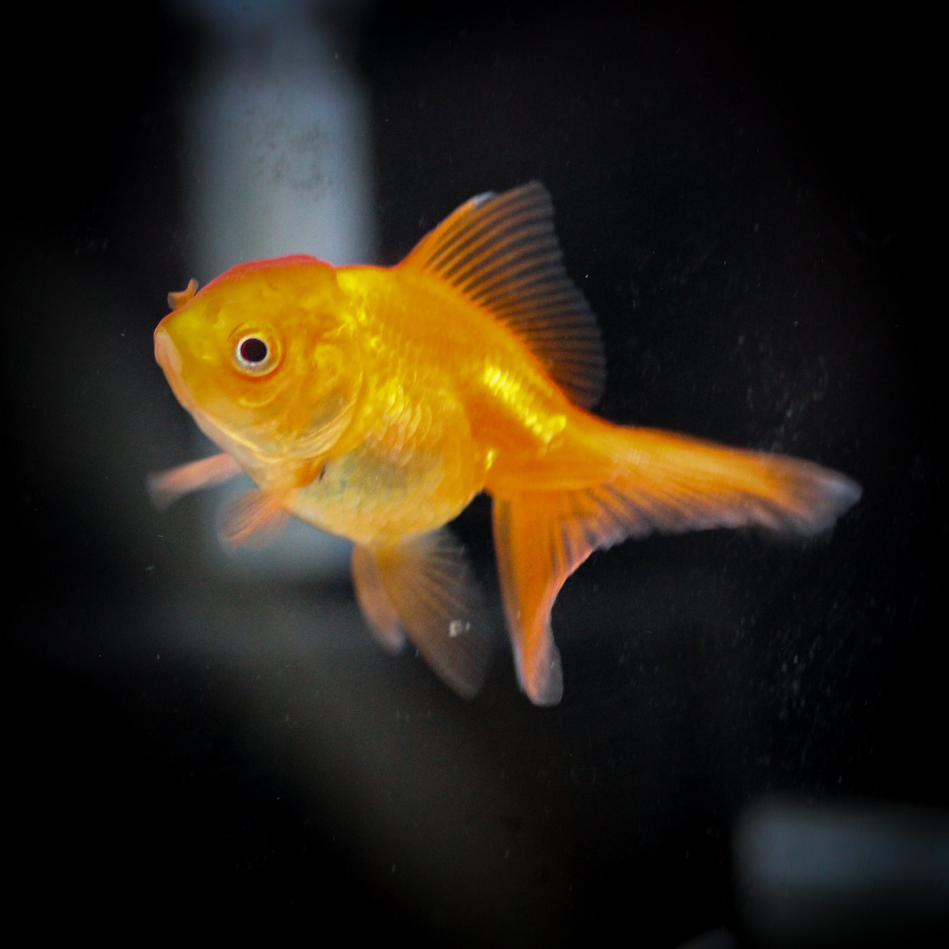 Oranda Goldfish
