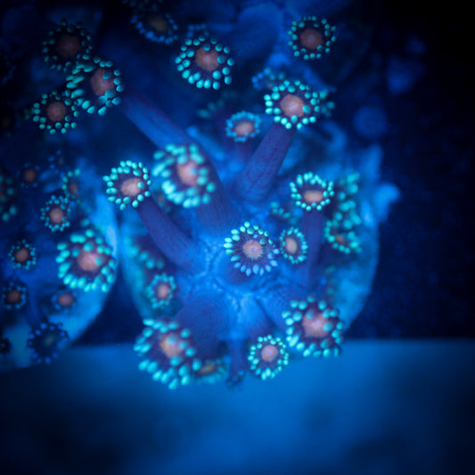 Orange Eye Goniopora