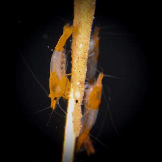 Orange Rili Shrimp