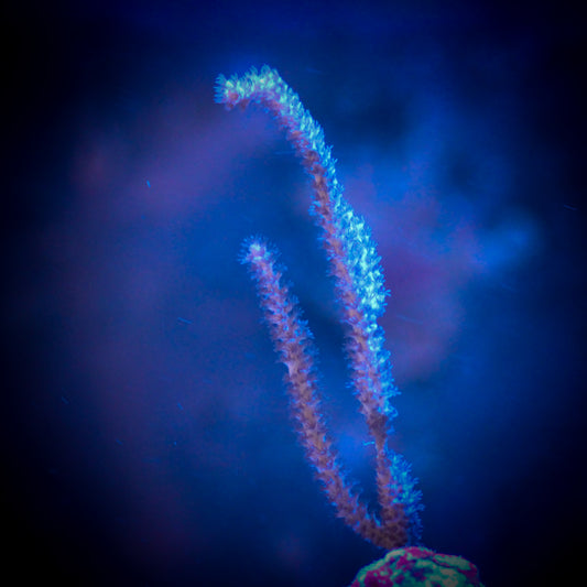 Orange Spiny Gorgonia