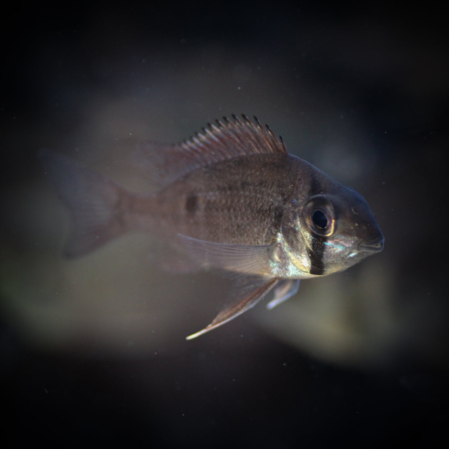 Orinoco Dwarf Eartheater (Biotodama wavrini)