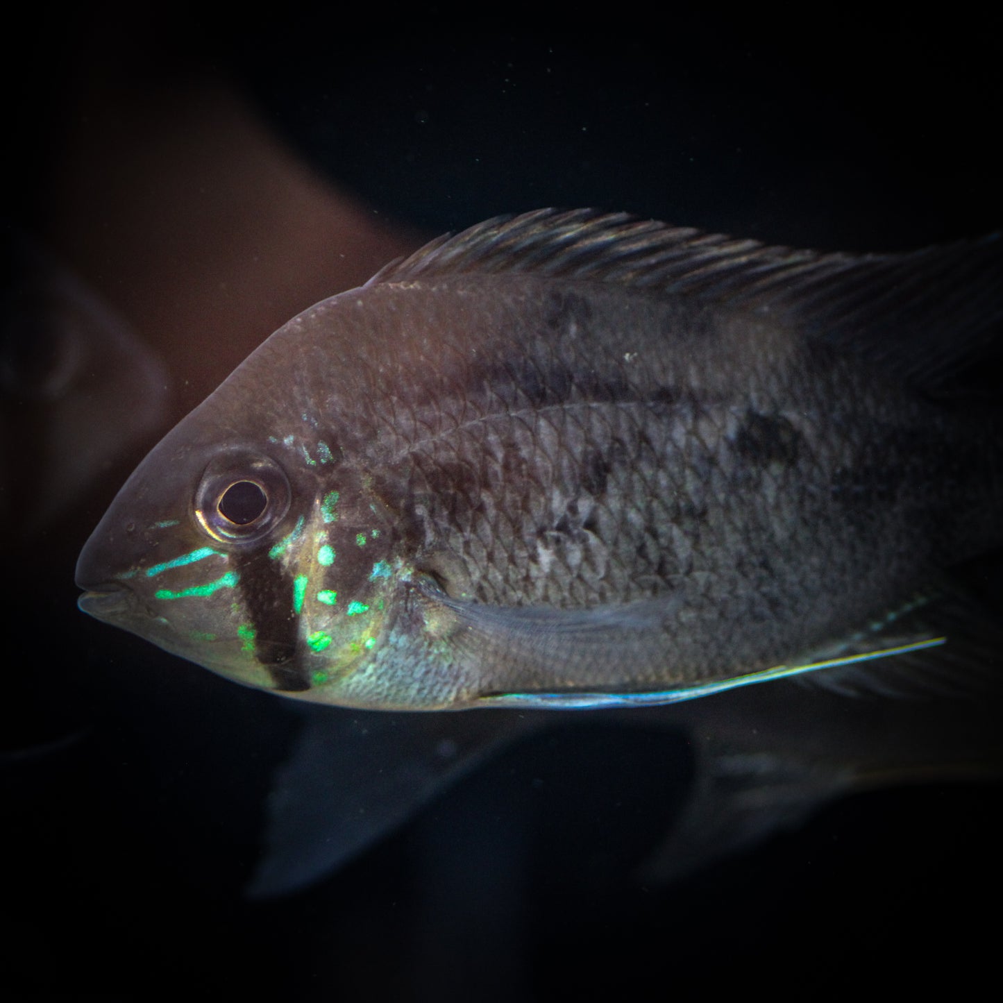 Orinoco Dwarf Eartheater (Biotodama wavrini)