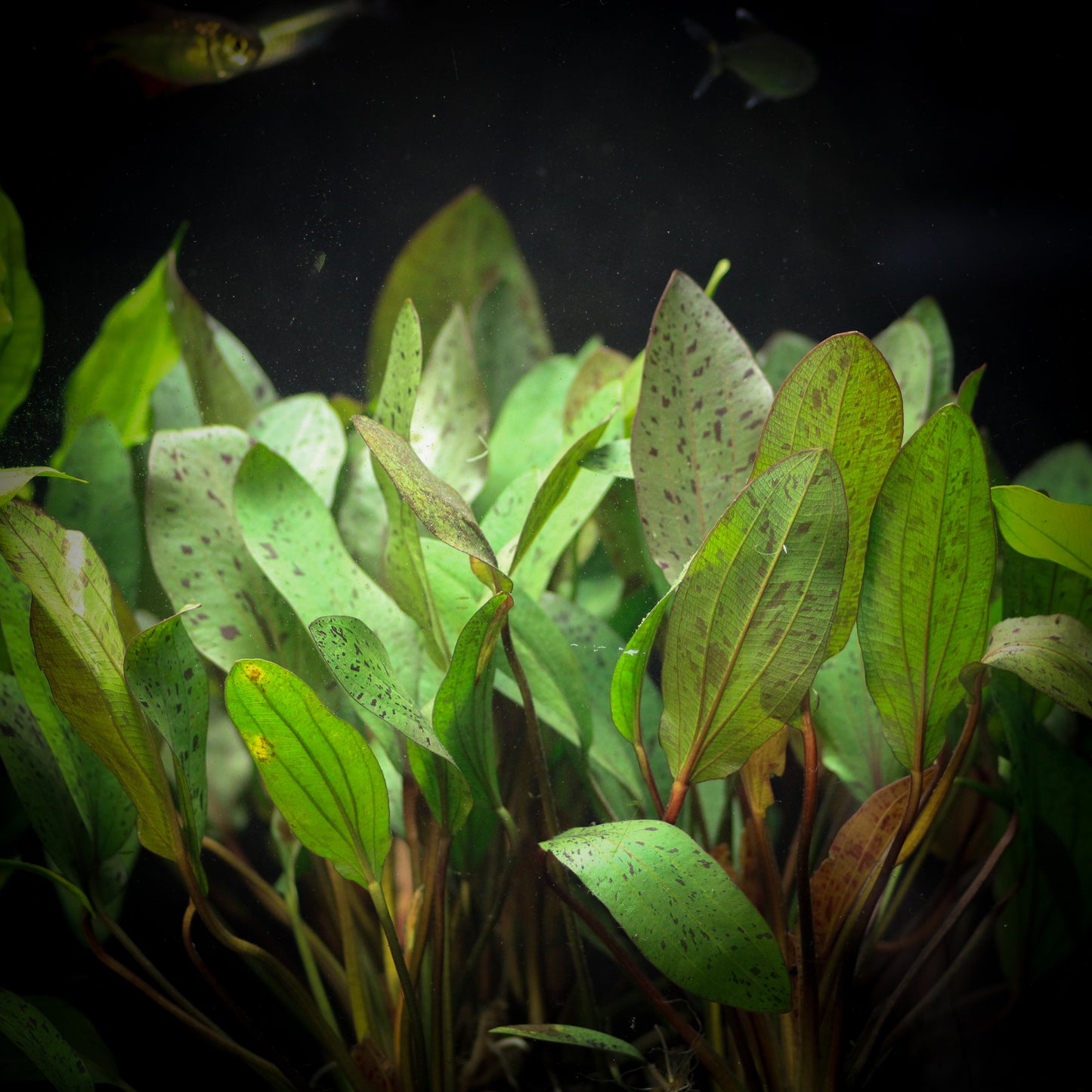 Ozelot Sword (Echinodorus Ozelot)