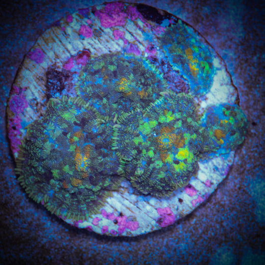 Painter’s Palette Rhodactis Mushroom