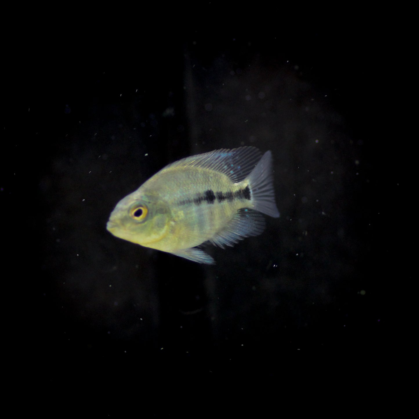 Parrot Cichlid