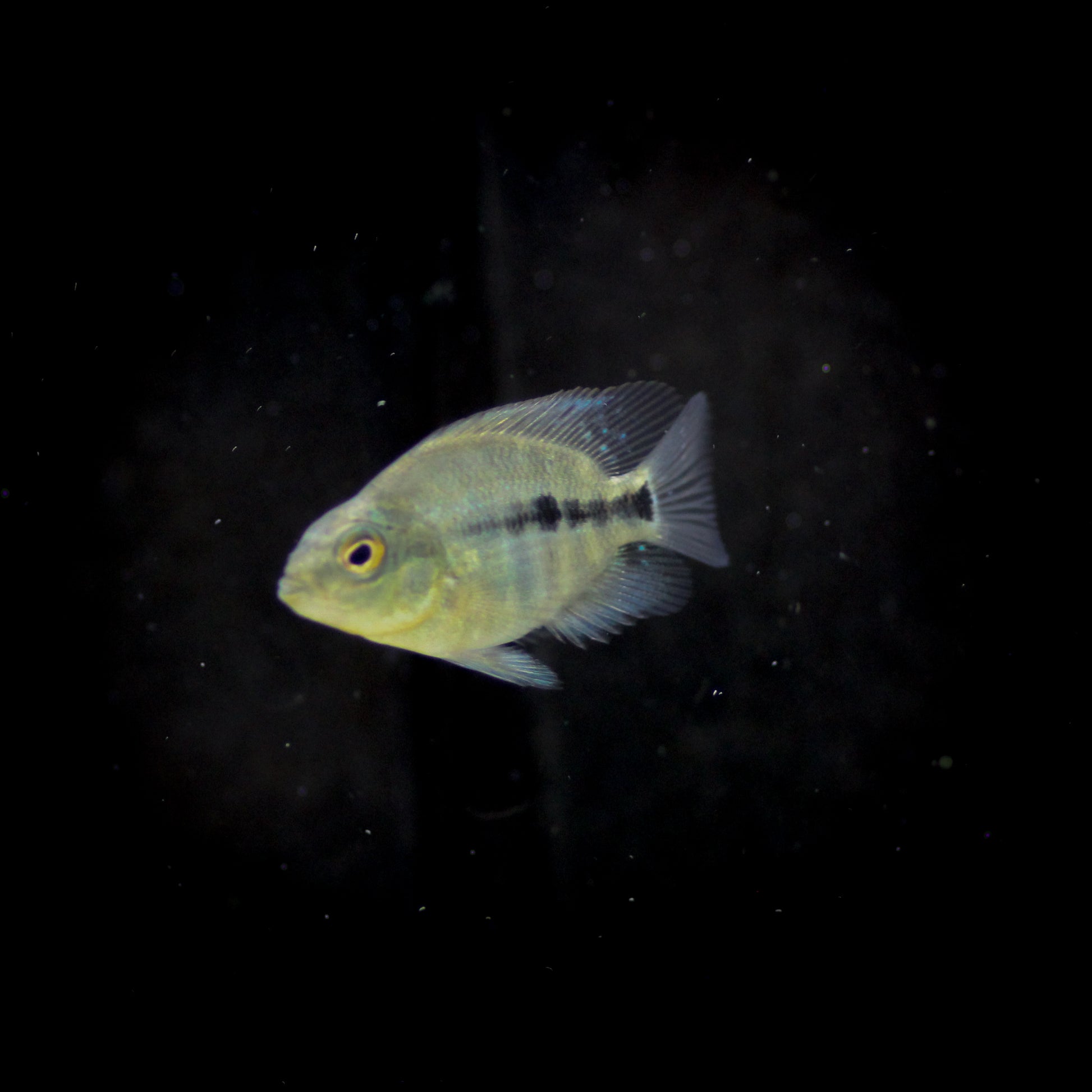 Parrot Cichlid