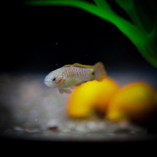 Peacock Gudgeon