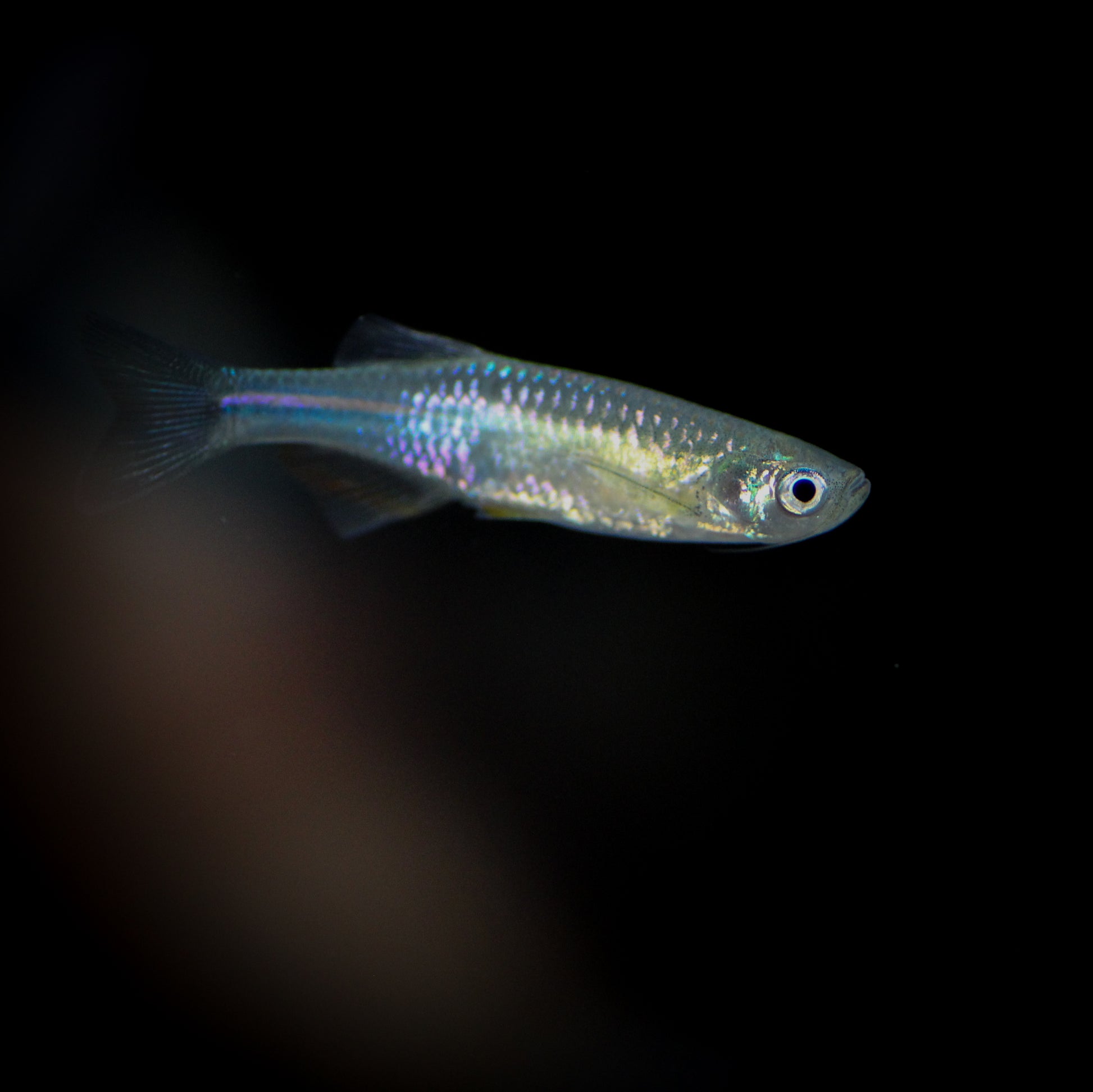 Pearl Danio