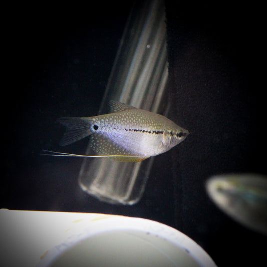 Pearl Leeri Gourami (Trichopodus leerii)