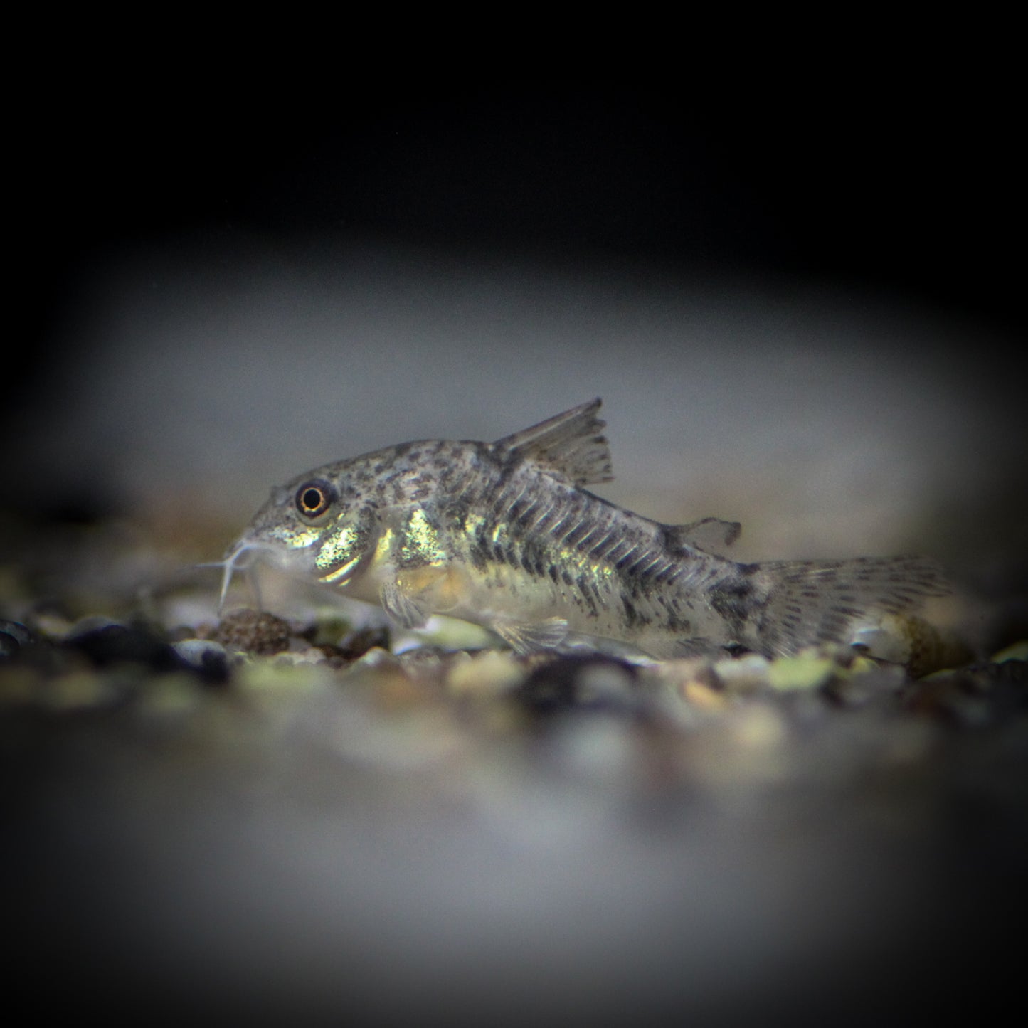 Peppered Cory (Corydoras Paleatus)