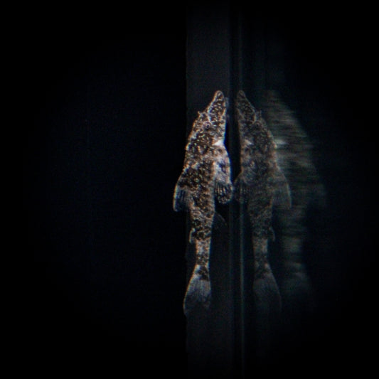 Peppermint Otocinclus (Parotocinclus Eppleyi)