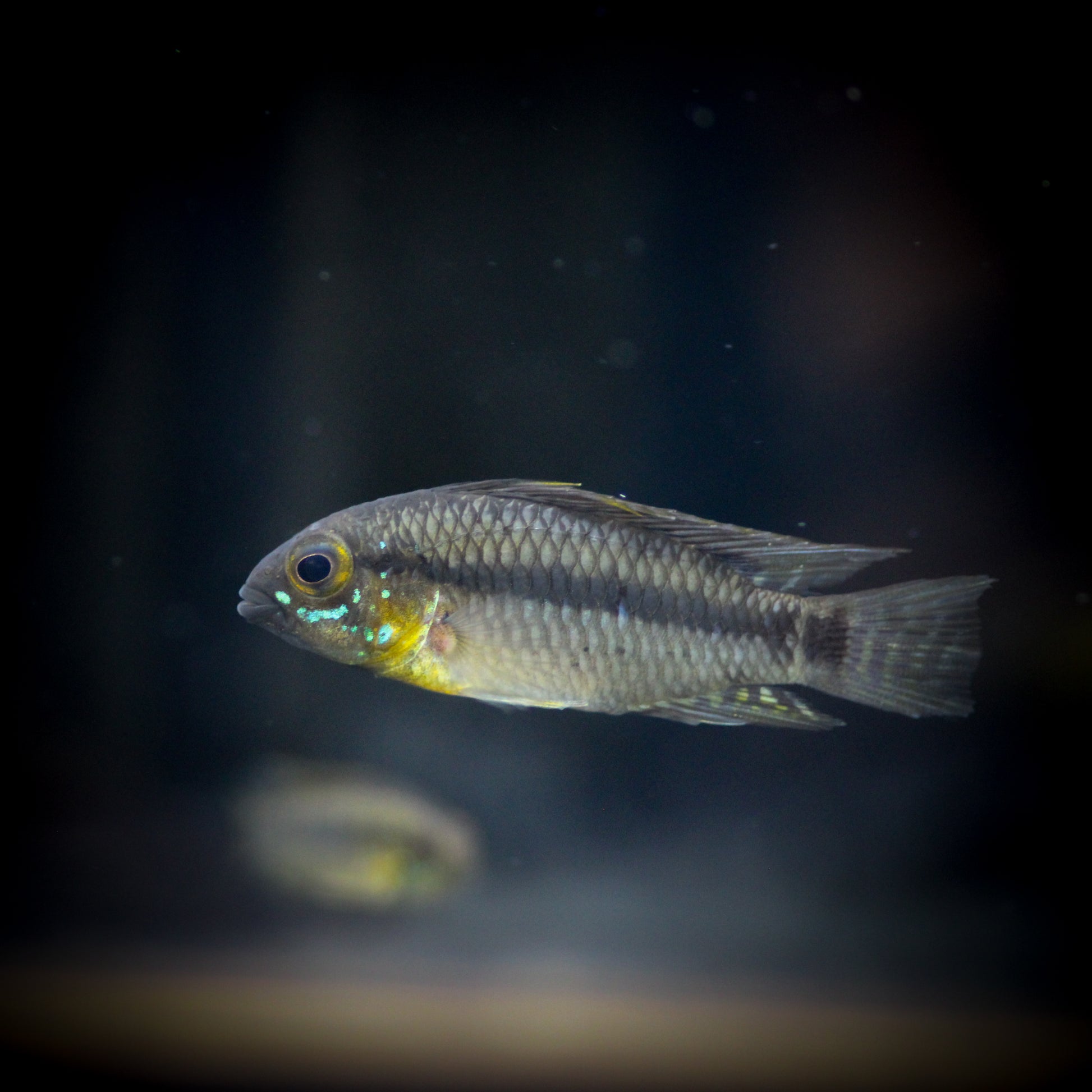 Personata Apistogramma (Apistogramma Personata)