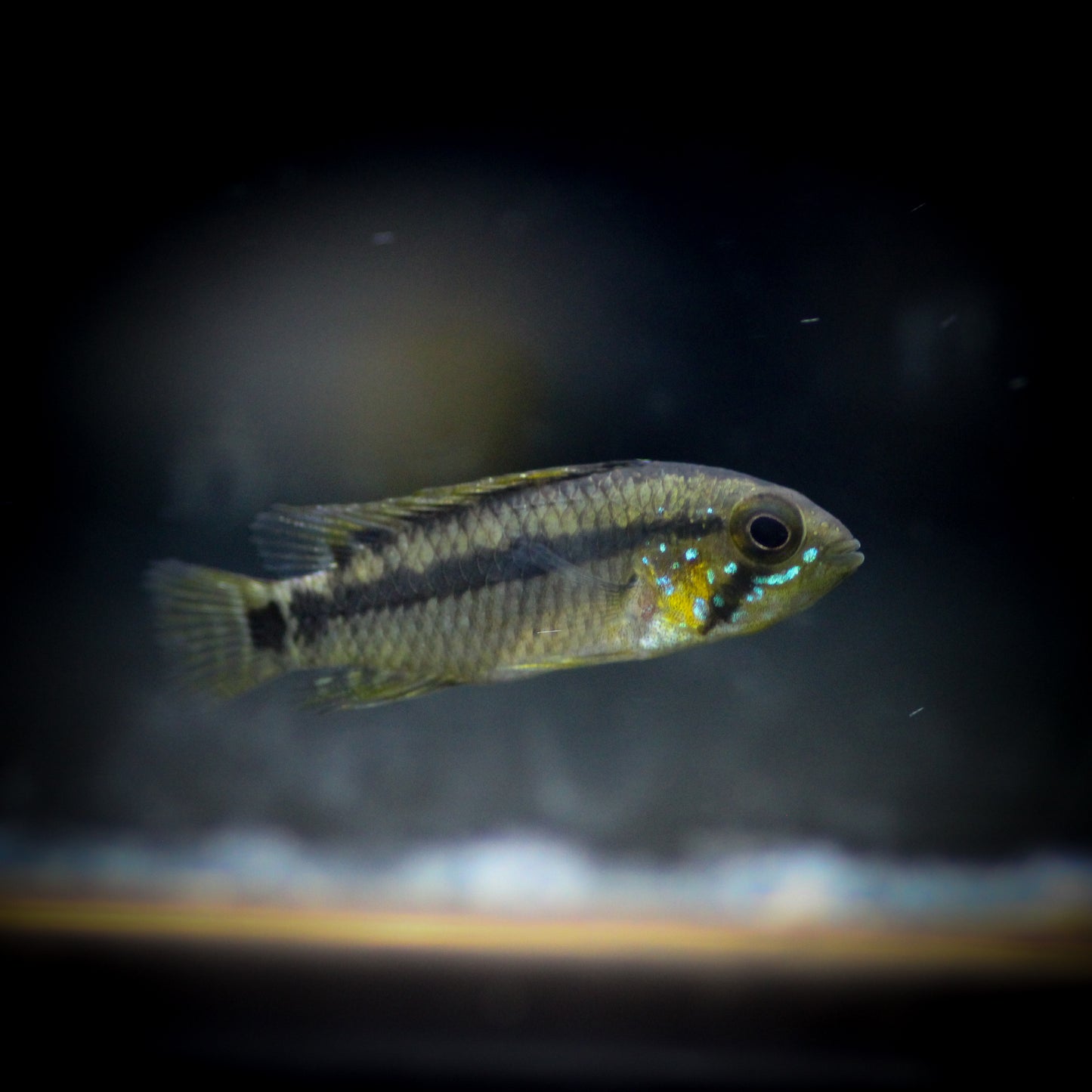 Personata Apistogramma (Apistogramma Personata)