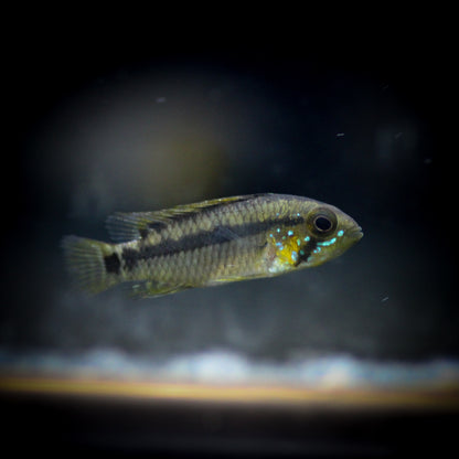 Personata Apistogramma (Apistogramma Personata)