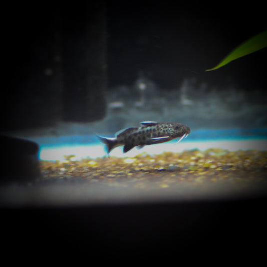 Petricola Synodontis