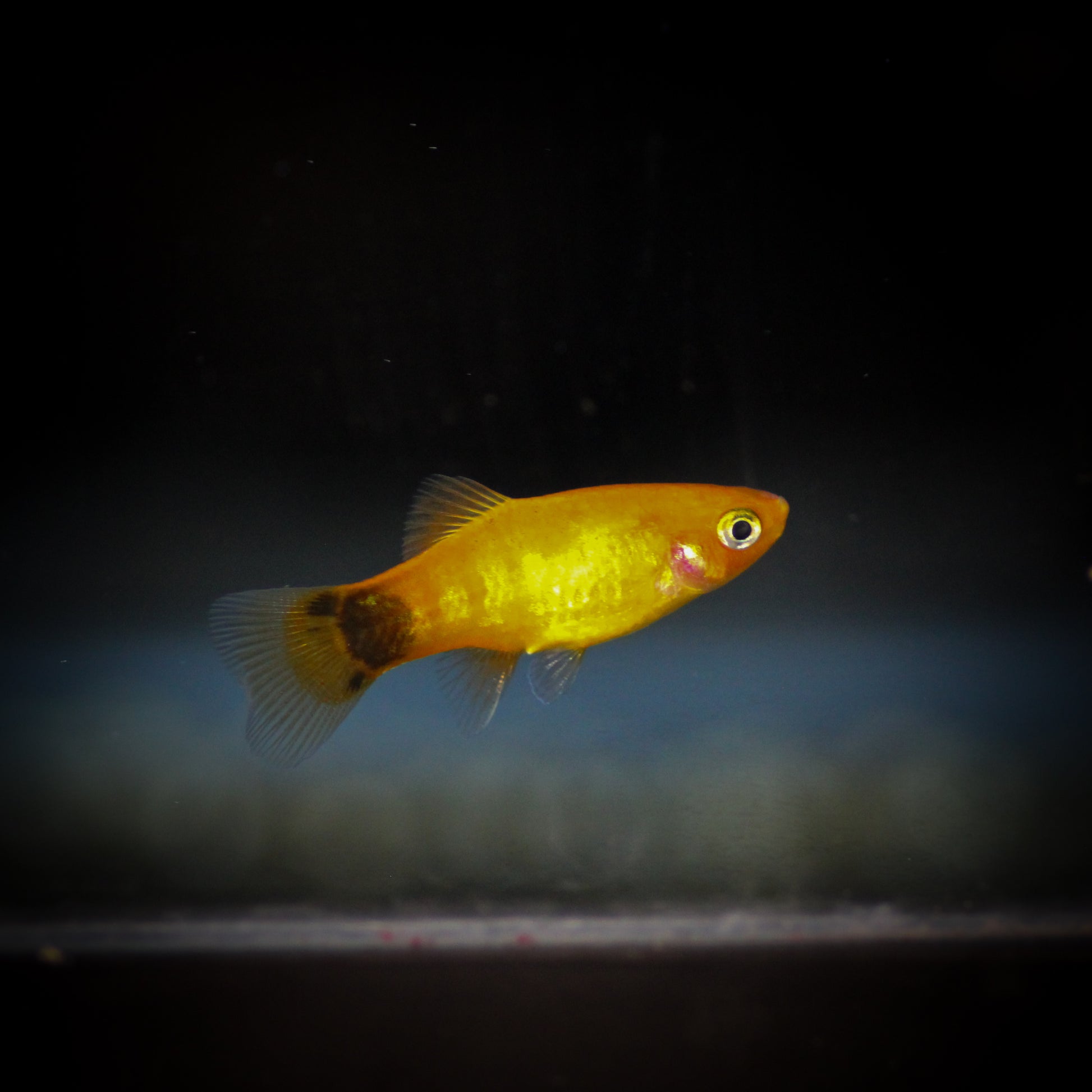 Pineapple Candy Platy