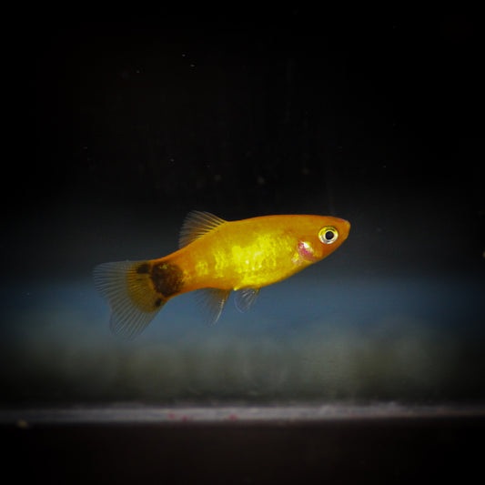 Pineapple Candy Platy