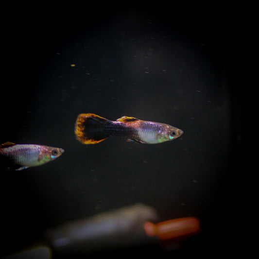 Pink Tuxedo Guppy