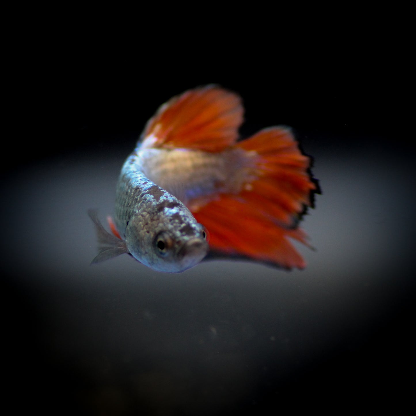 Plakat Betta