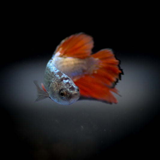 Plakat Betta