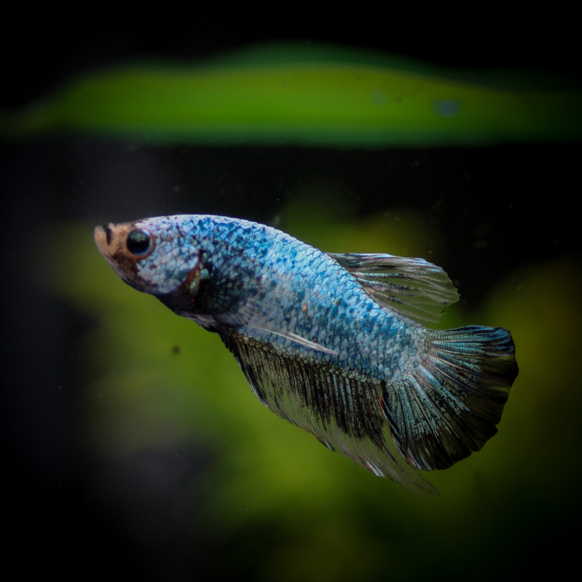 Plakat Betta2