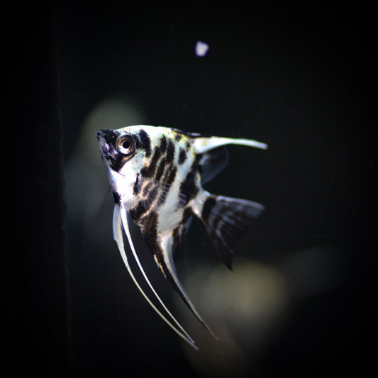 Platinum Marble Angel (Pterophyllum Sp.)