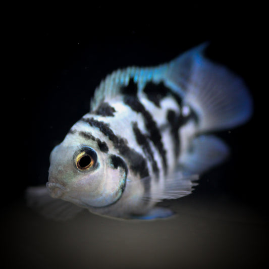 Polar Blue Parrot Cichlid