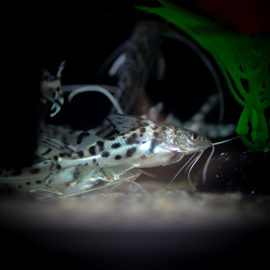 Polka Dot Pictus Catfish