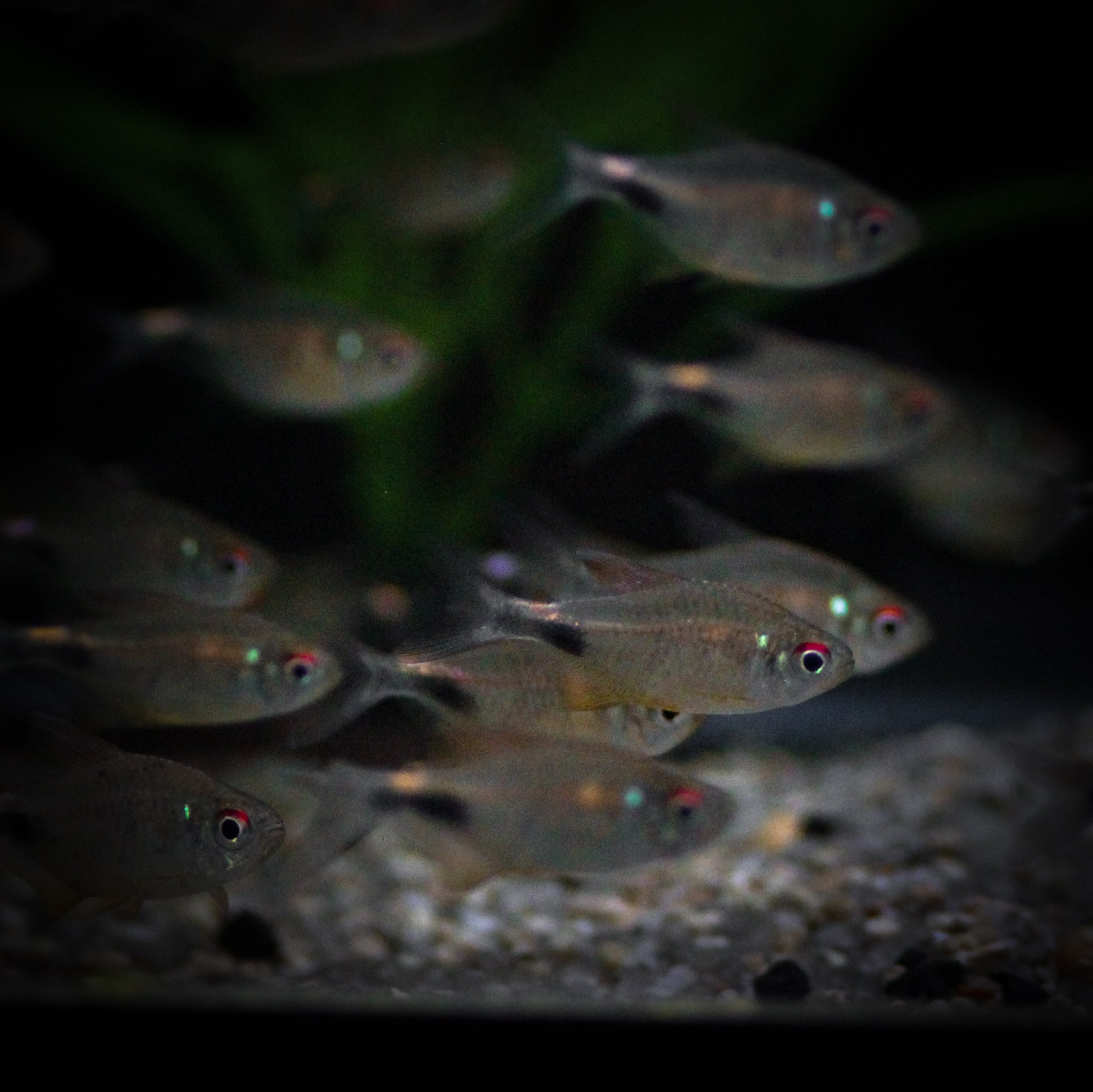 Pretty Tetra (Hemigrammus Pulcher)