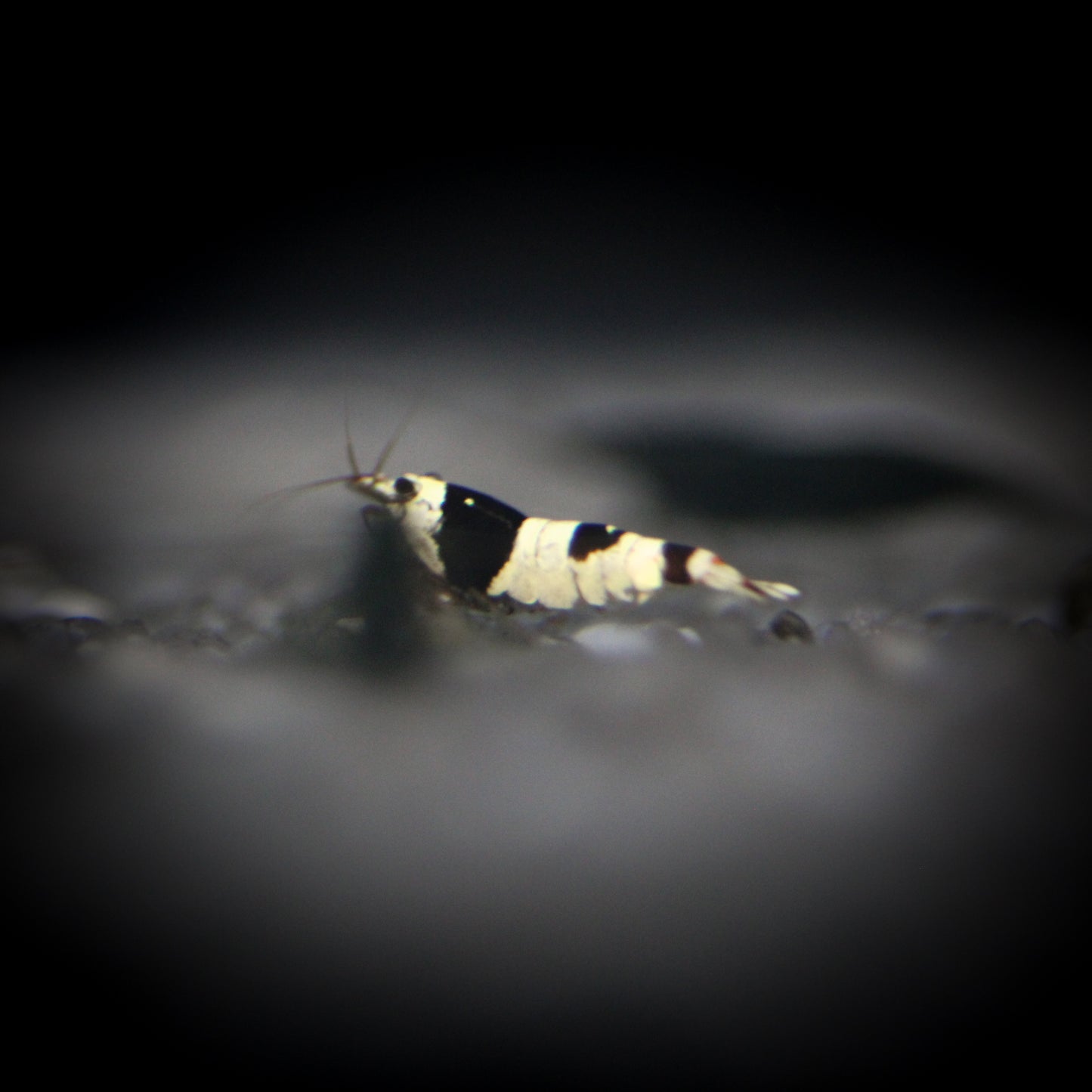 Pure Black Line Crystal Shrimp