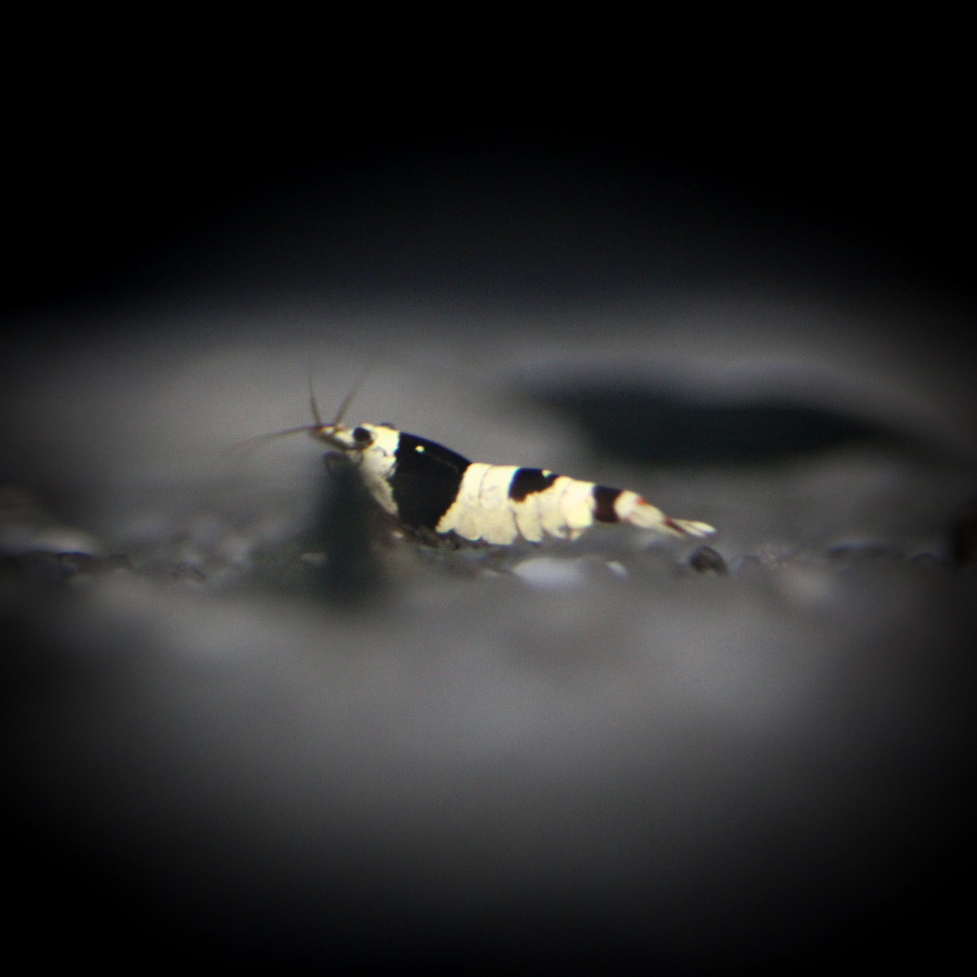 Pure Black Line Crystal Shrimp