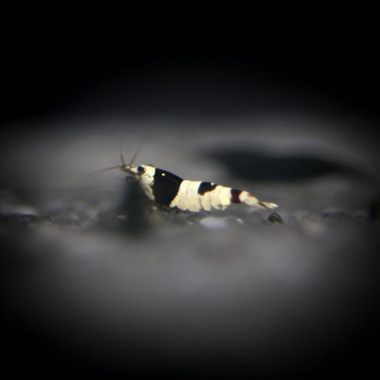 Pure Black Line Crystal Shrimp