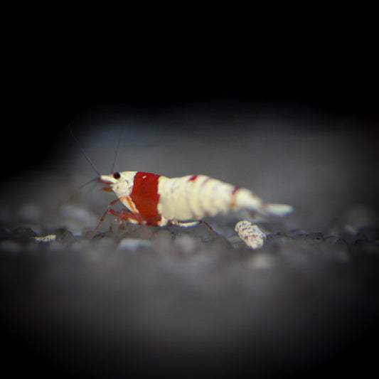 Pure Red Line Crystal Shrimp