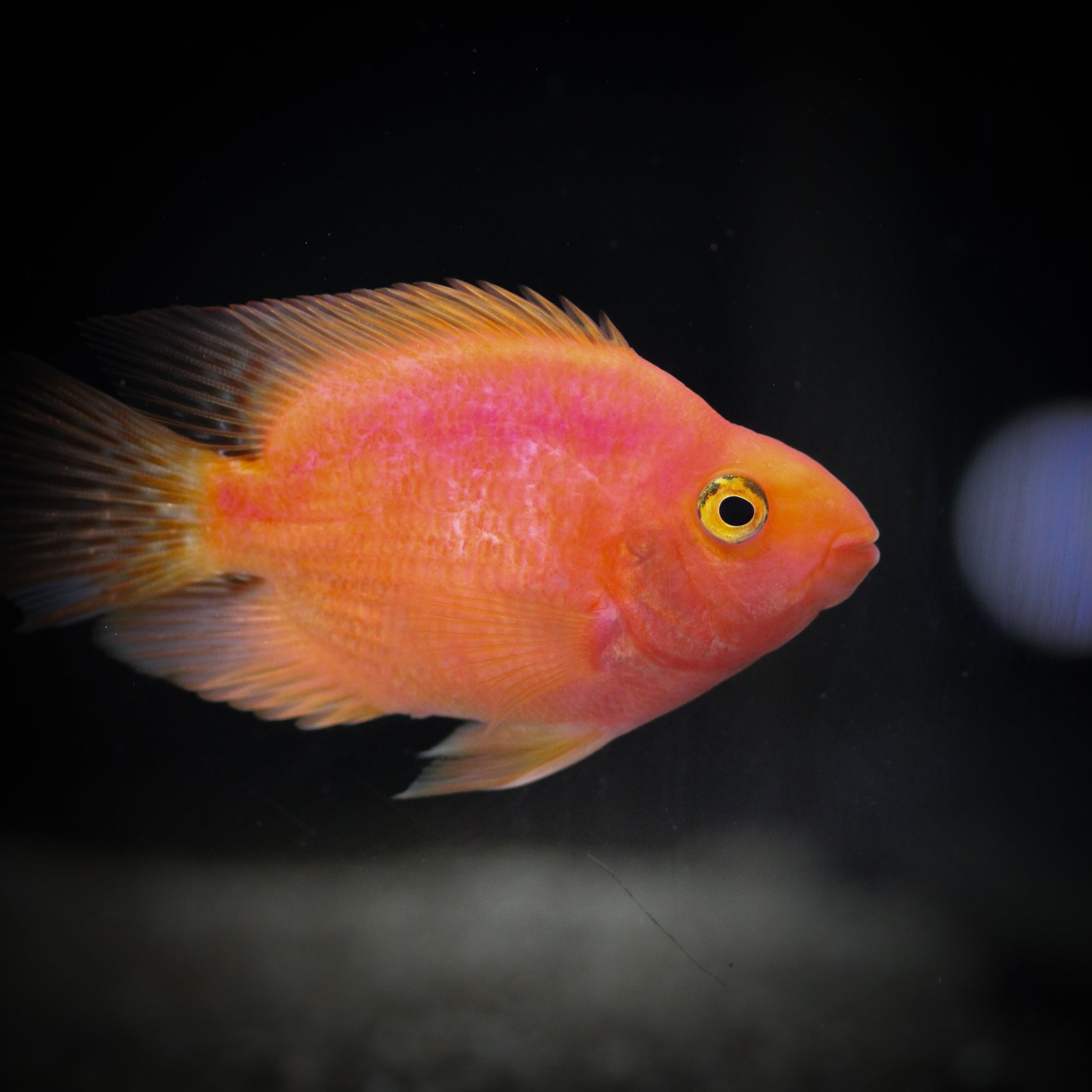 Purple King Kong Parrot Cichlid