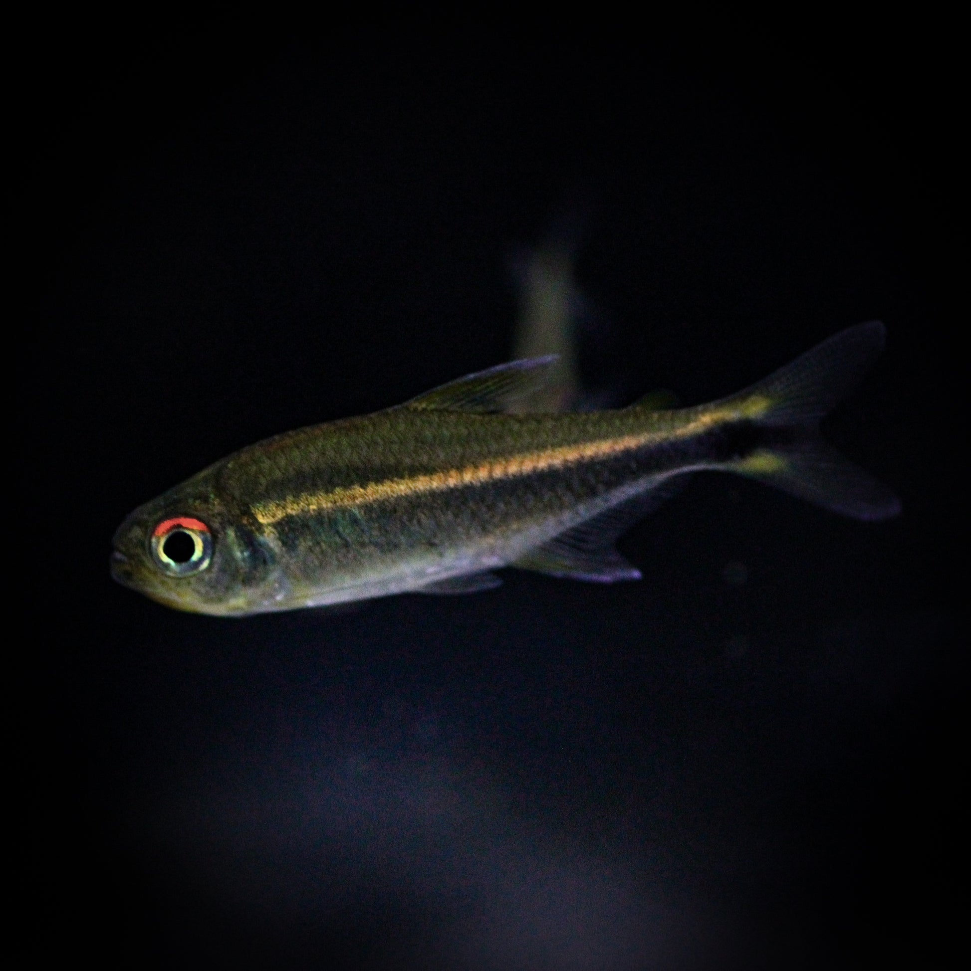 Purple Tetra (Hyphessobrycon Metae)