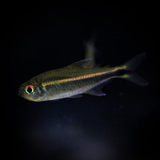 Purple Tetra (Hyphessobrycon Metae)