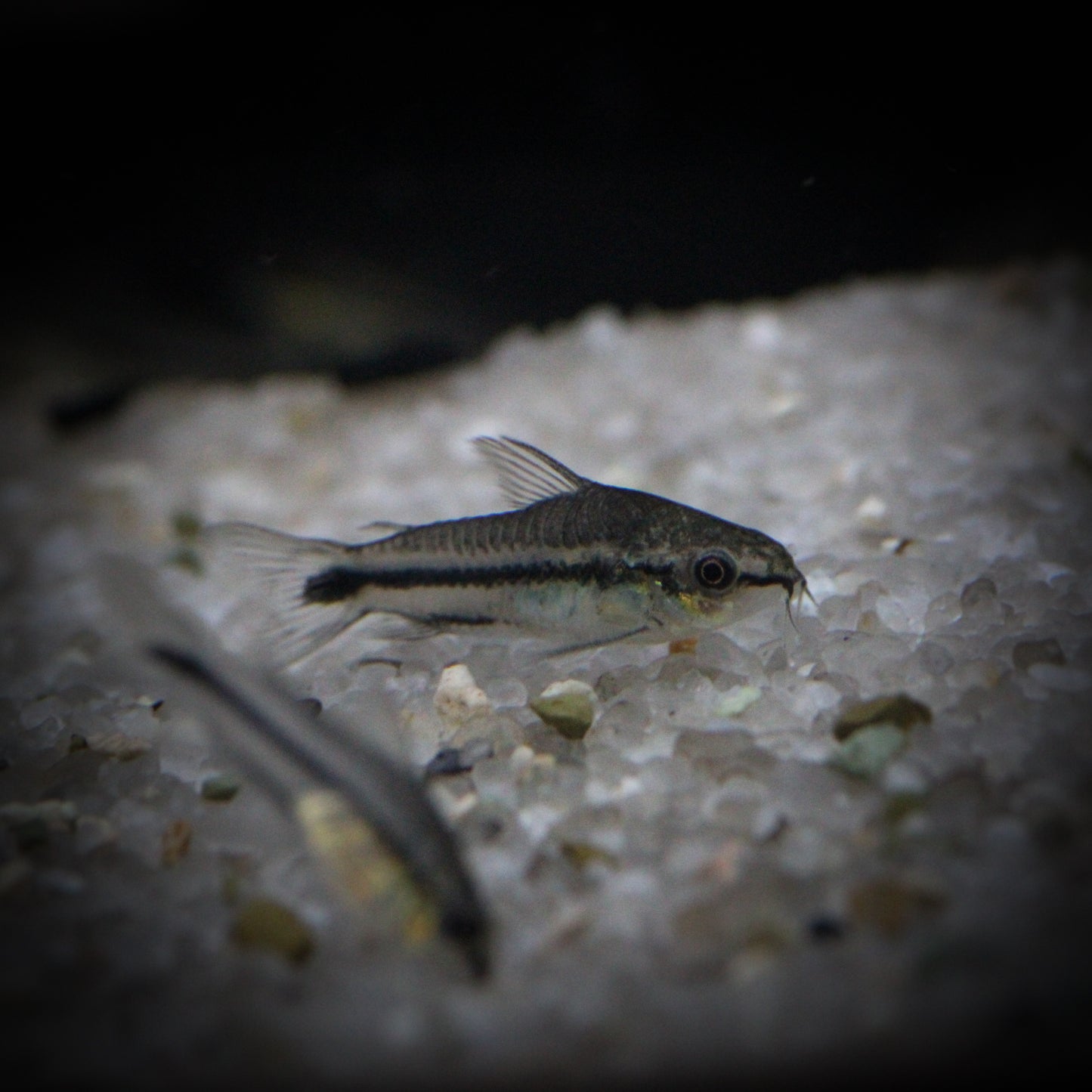 Pygmy Corydoras (Corydoras Pygmaeus)