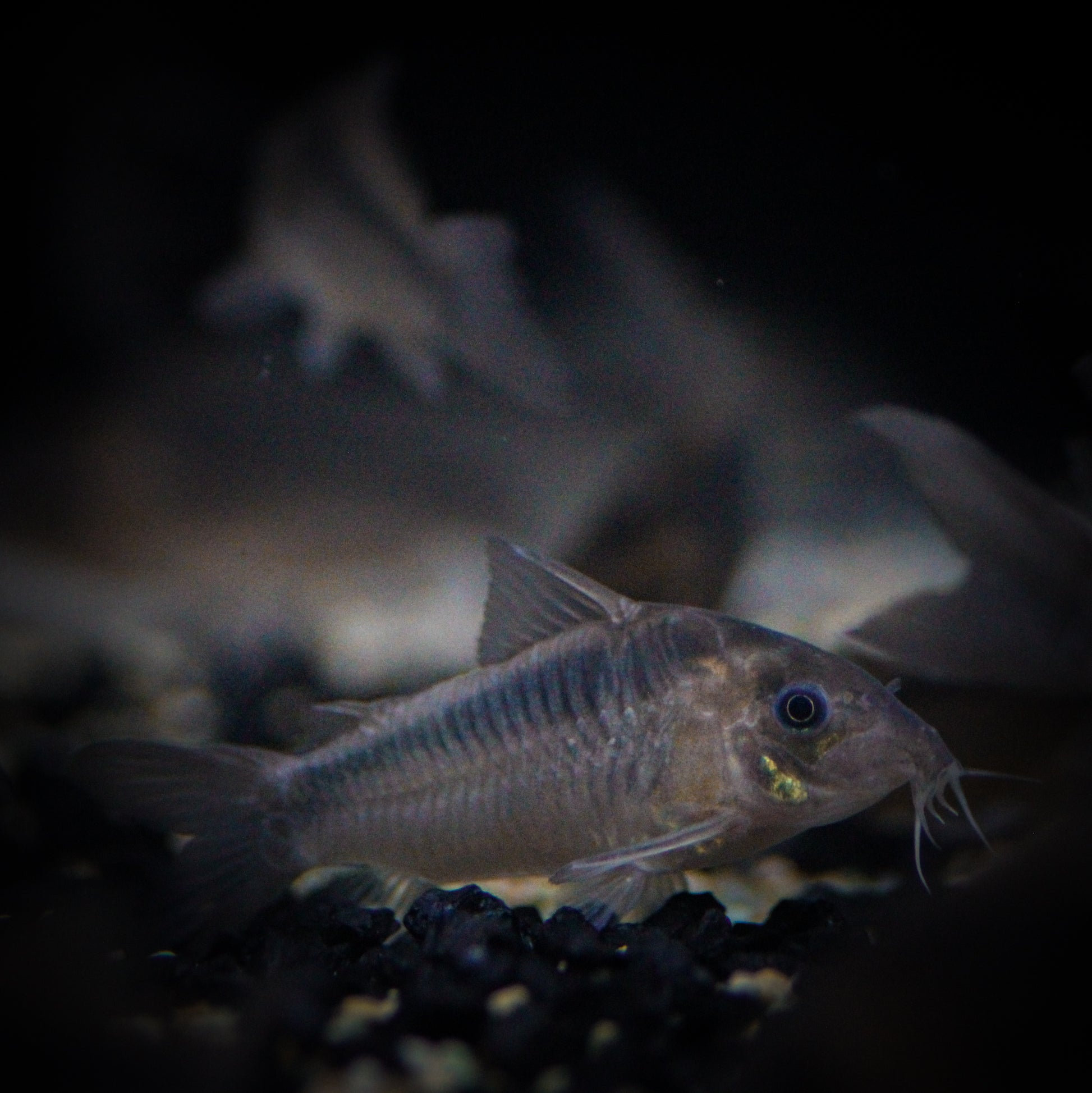 Rabauts Corydoras (Corydoras Rabauti)