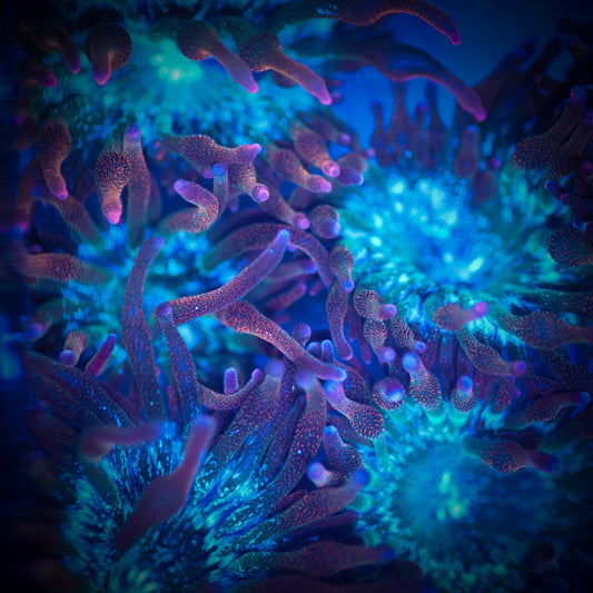 Rainbow Bubble Tip Anemone