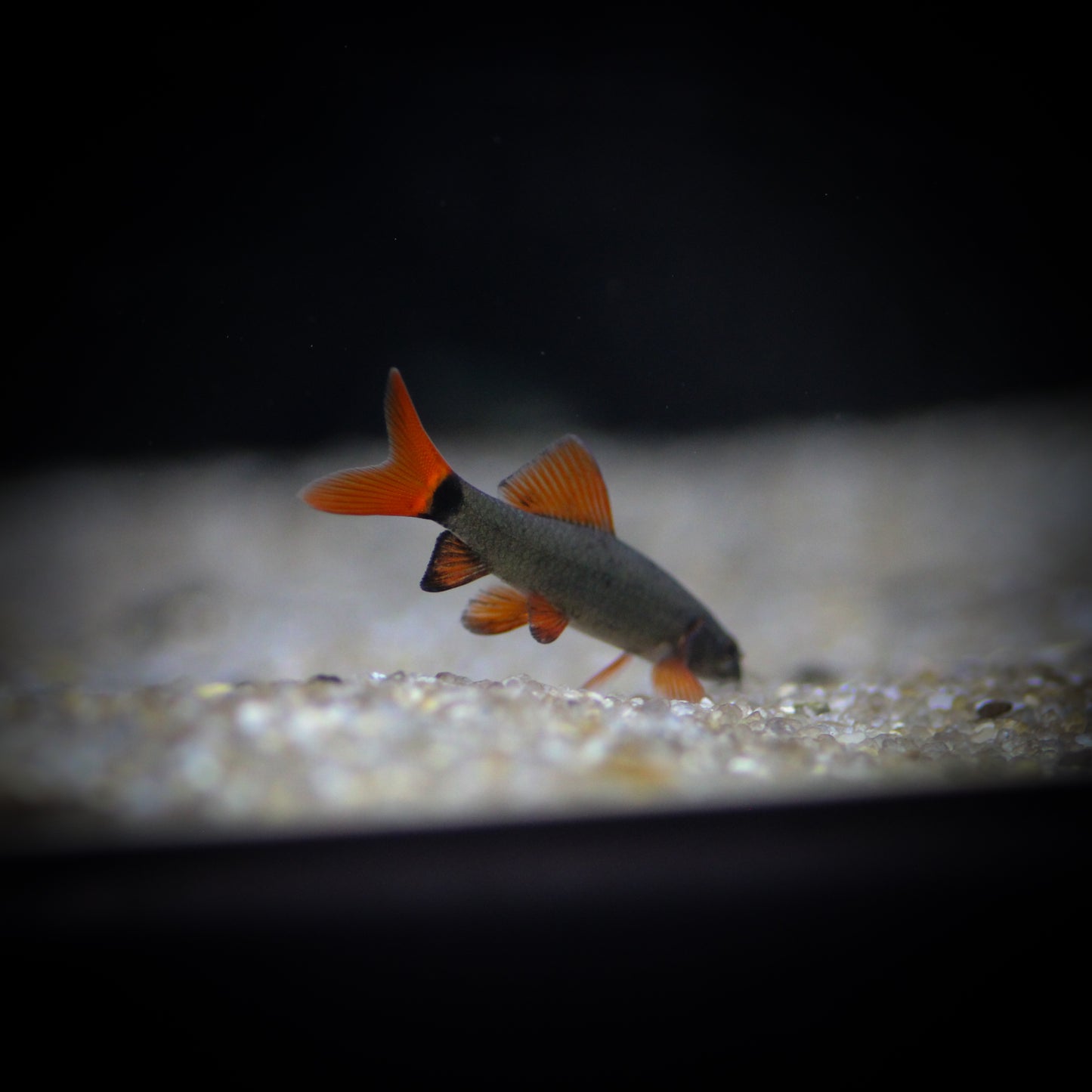 Rainbow Shark