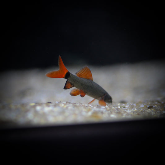 Rainbow Shark