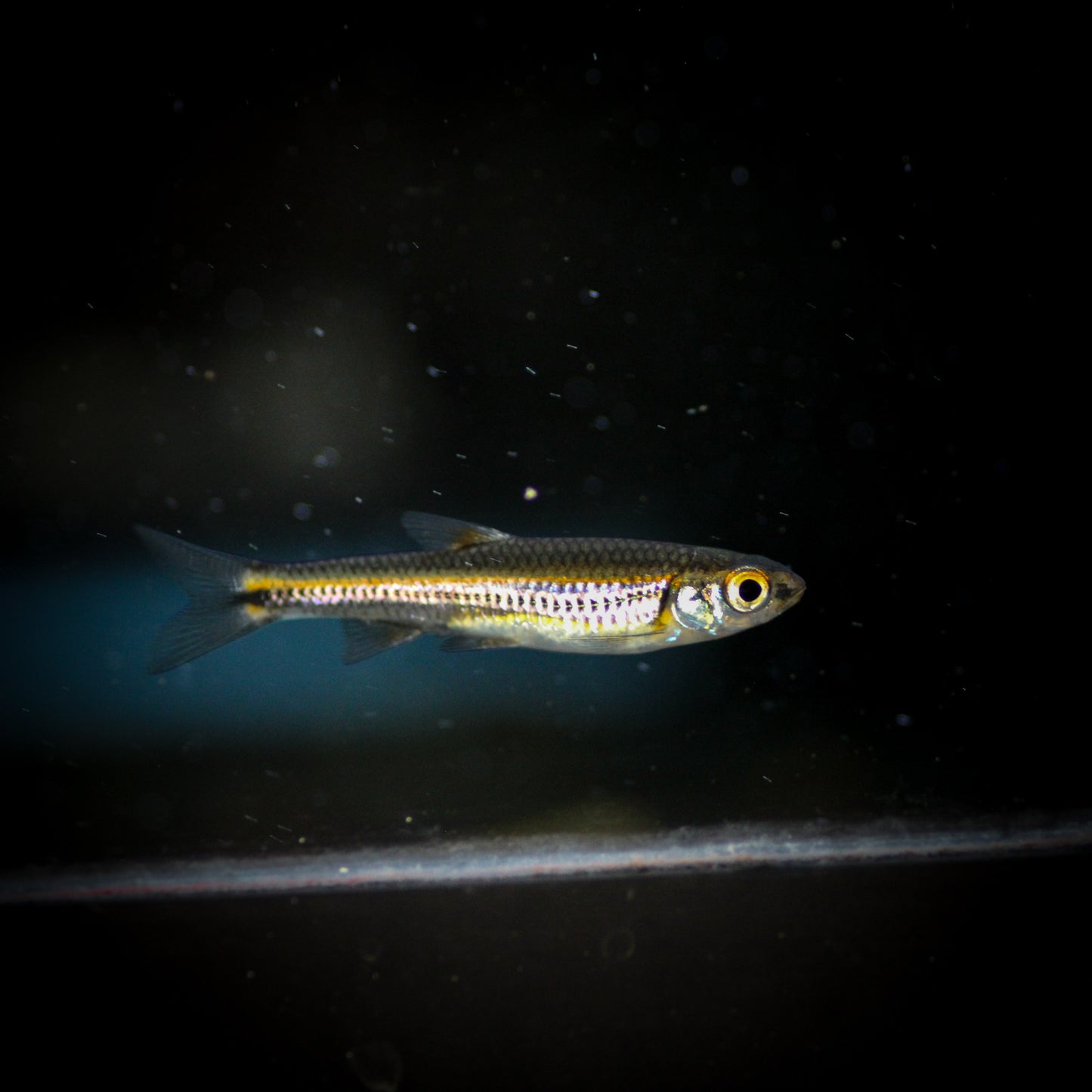 Rainbow Shiner