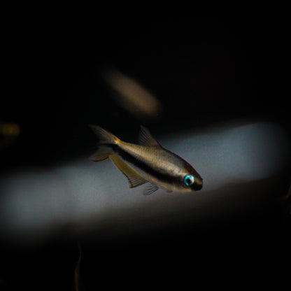 Rainbow Tetra (Nematobrycon Lacortei)
