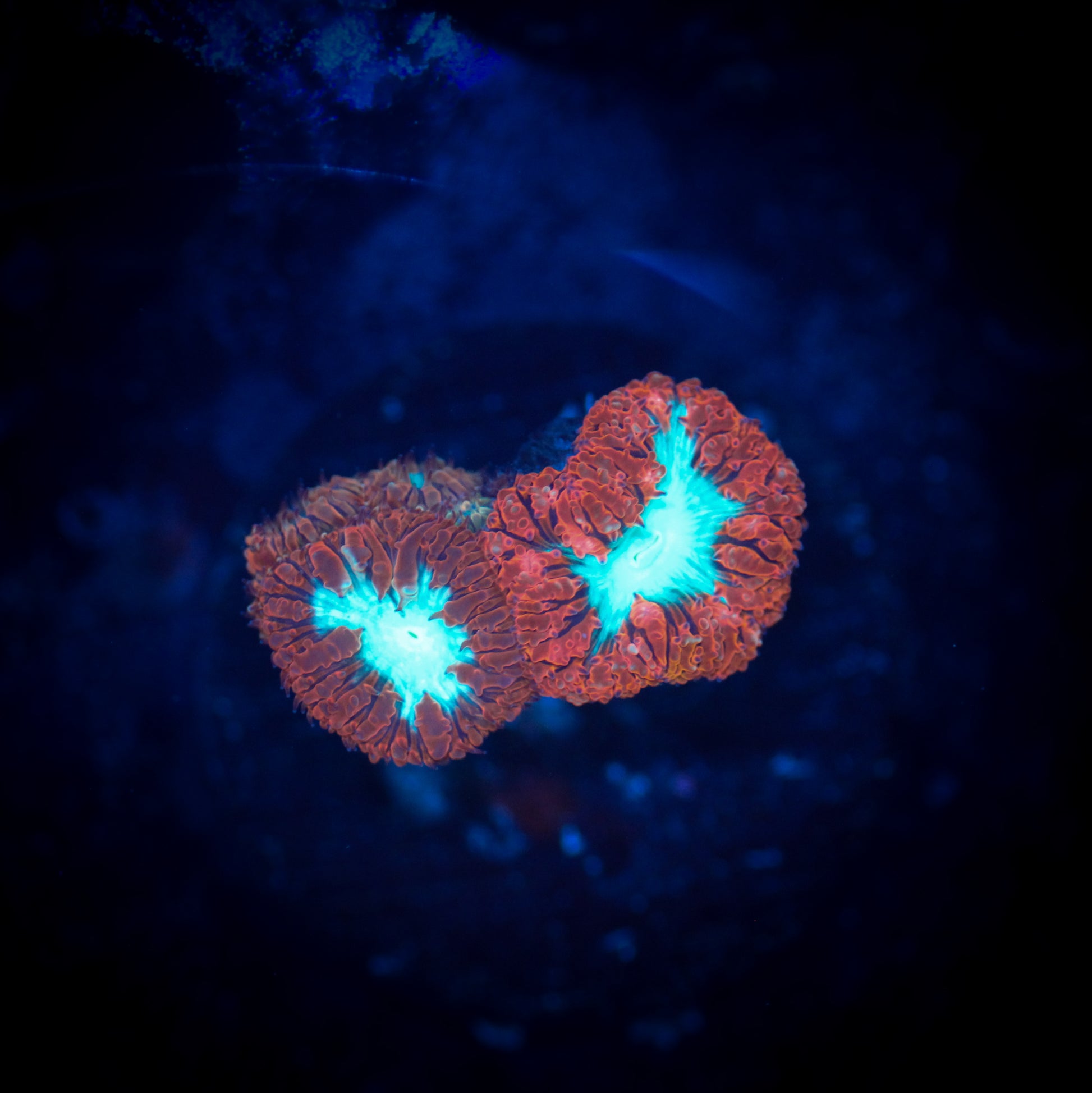 Red Blastomussa Wellsi