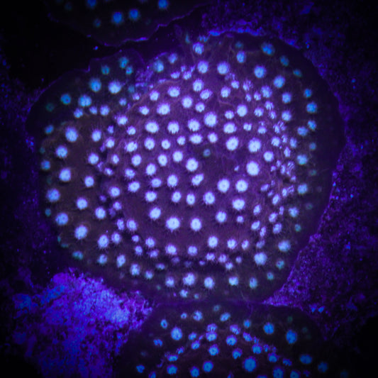 Red Brick Cyphastrea