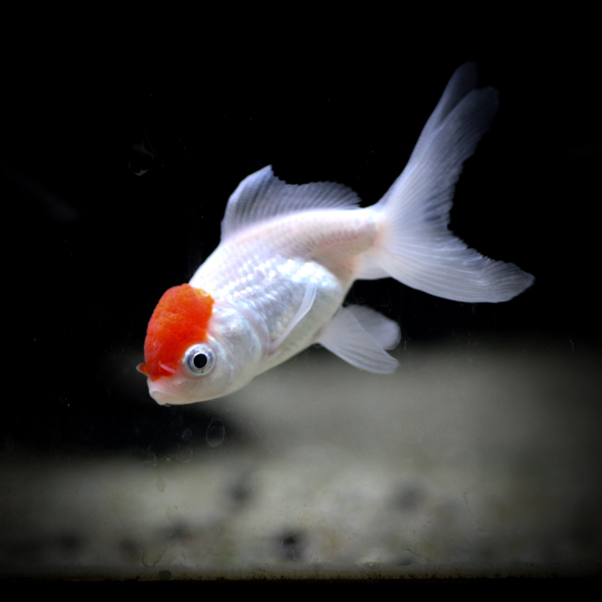 Red Cap Oranda Goldfish