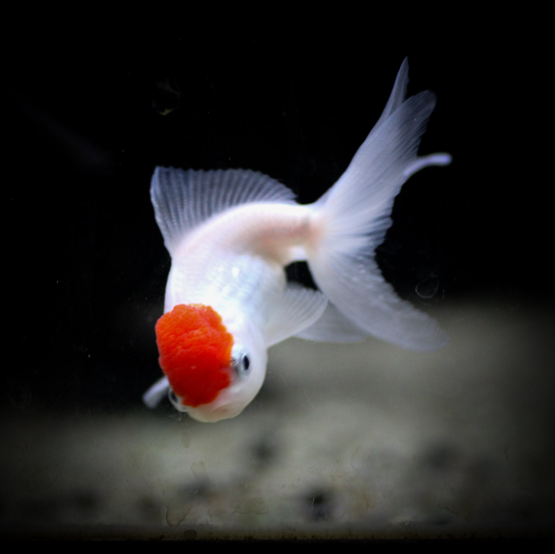 Red Cap Oranda Goldfish